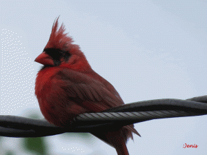 Cardinal fils