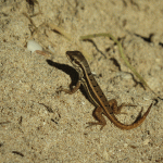 Lézard curieux