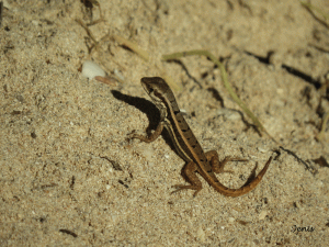 Lézard curieux